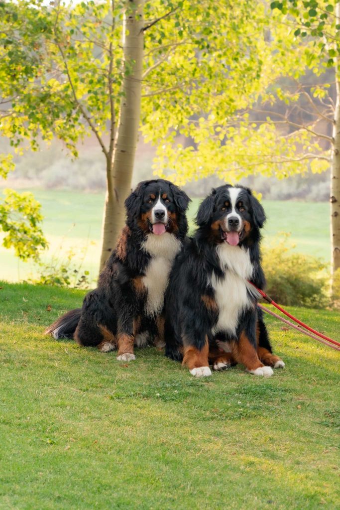 Two Relentless Ranch Bernese Mountain Dogs in a field
