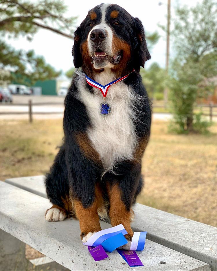 Champion Relentless Raging Bull Rules Bernese Mountain Dog with his medal and ribbons.