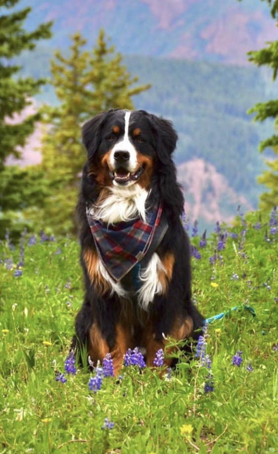 Boomer Relentless Ranch Bernese Mountain Dog