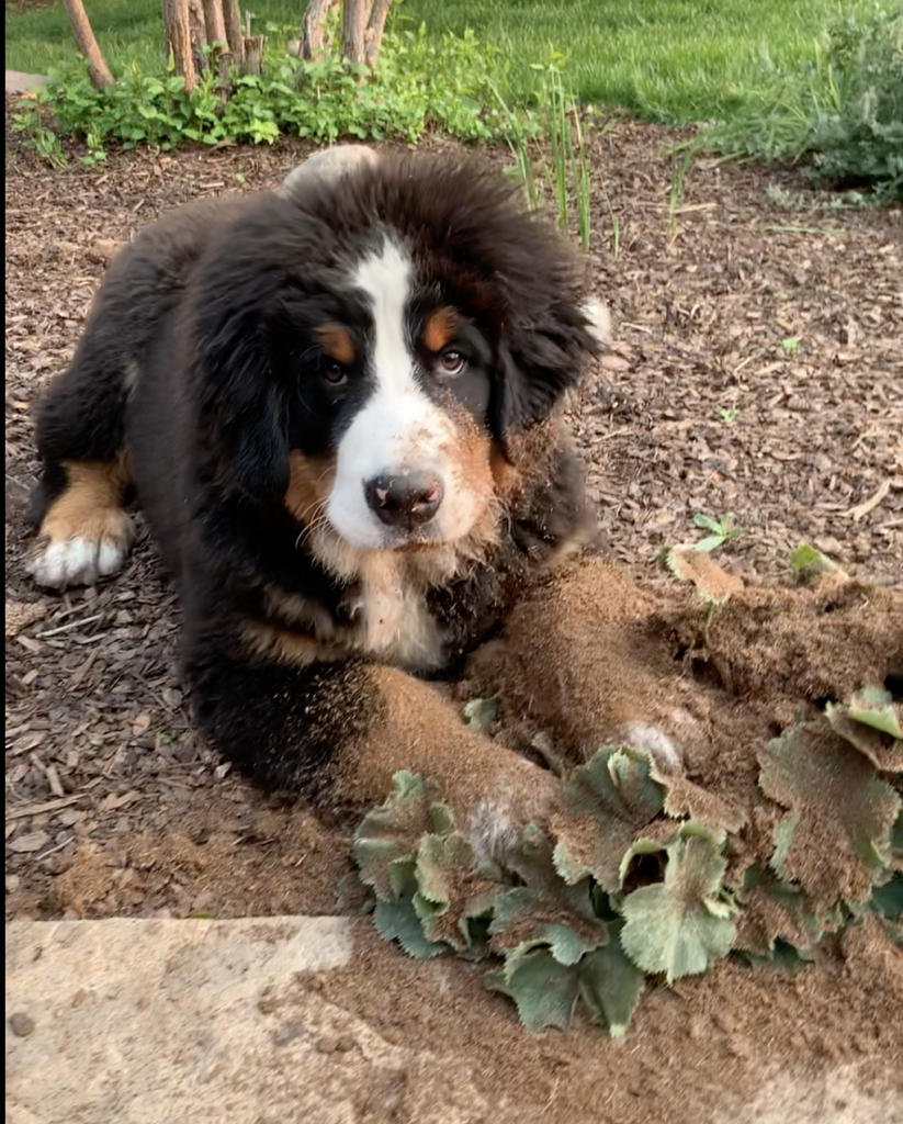 Radar the Relentless Ranch Mountain Dog digging in the garden