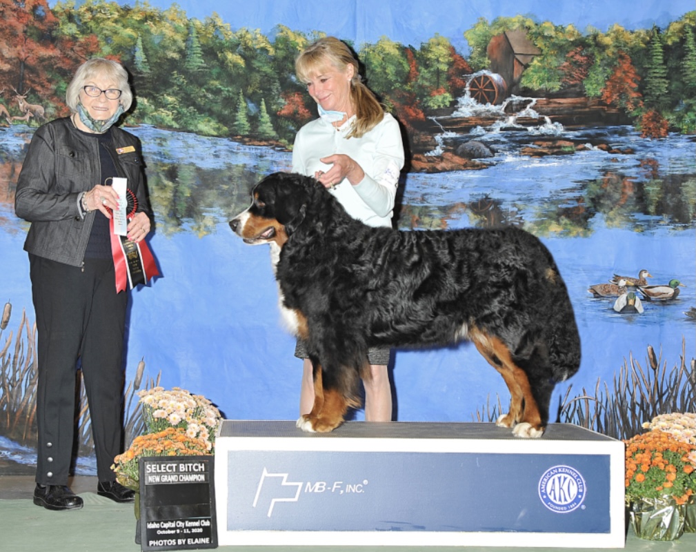 Razzle Relentless Ranch Bernese Mountain dog awarded Grand Champion