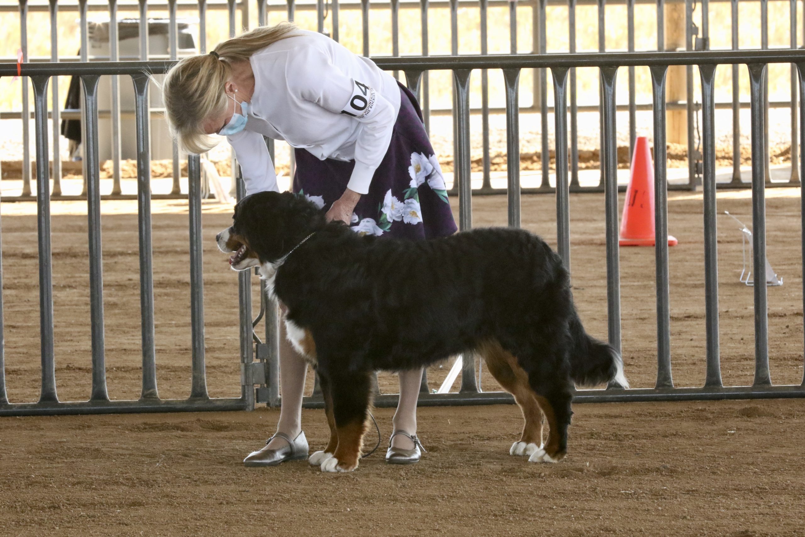 Royal Bernese Mountain Dog at her first show